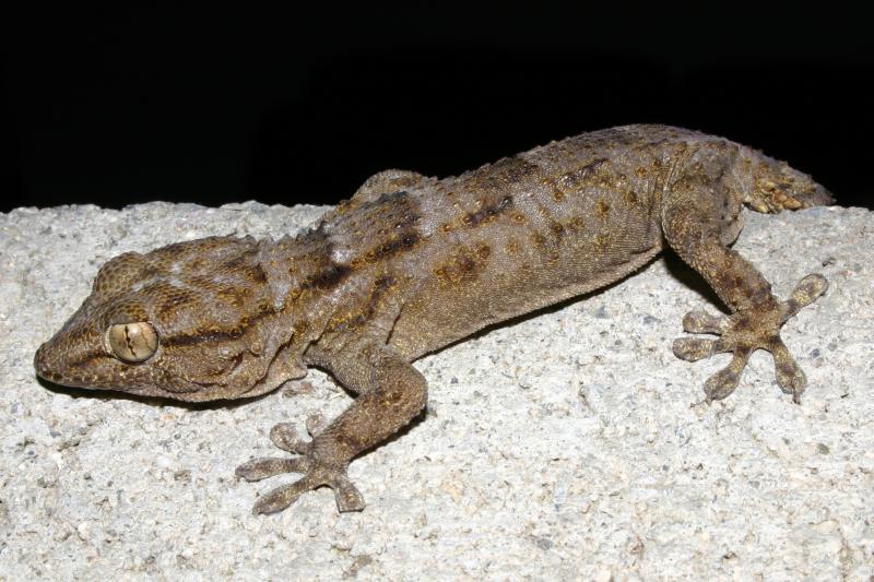 Ringed Wall Gecko (Tarentola annularis)