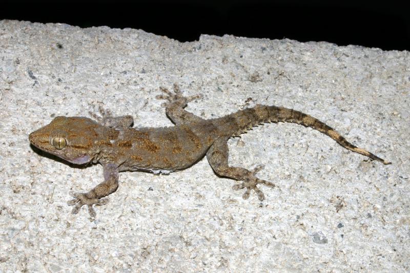 Ringed Wall Gecko (Tarentola annularis)