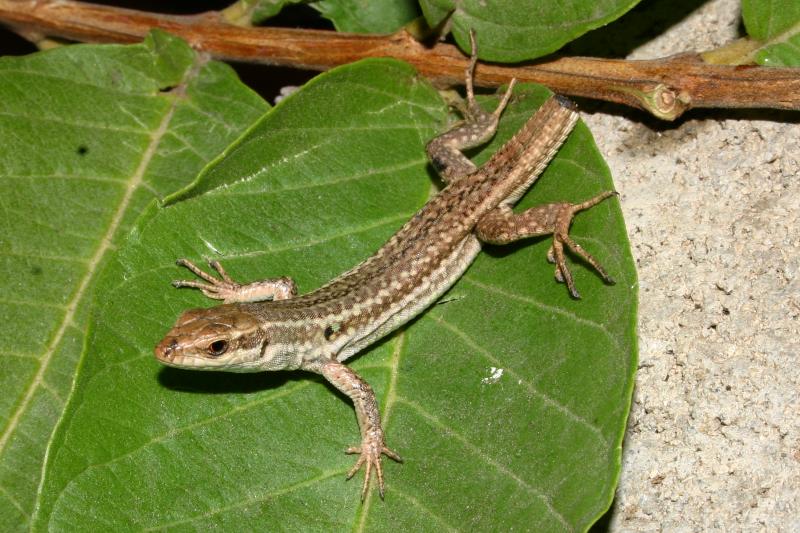 italian-wall-lizard-podarcis-sicula