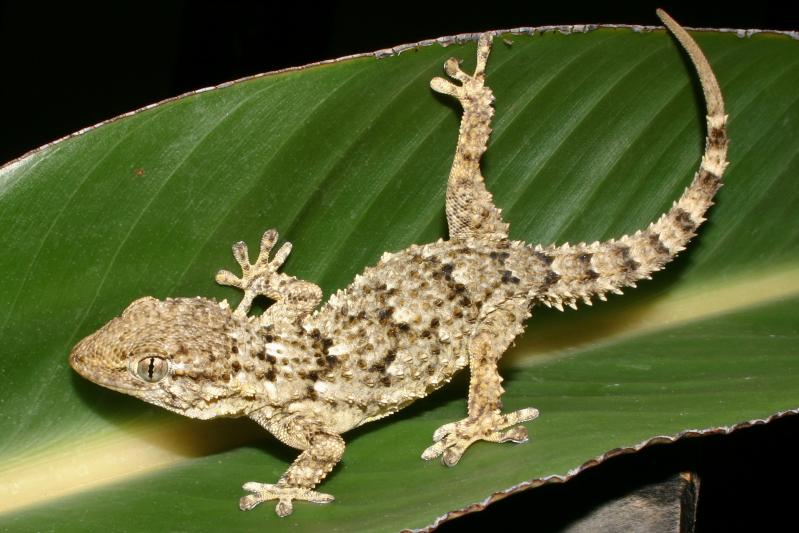 Moorish Wall Gecko (Tarentola mauritanica)