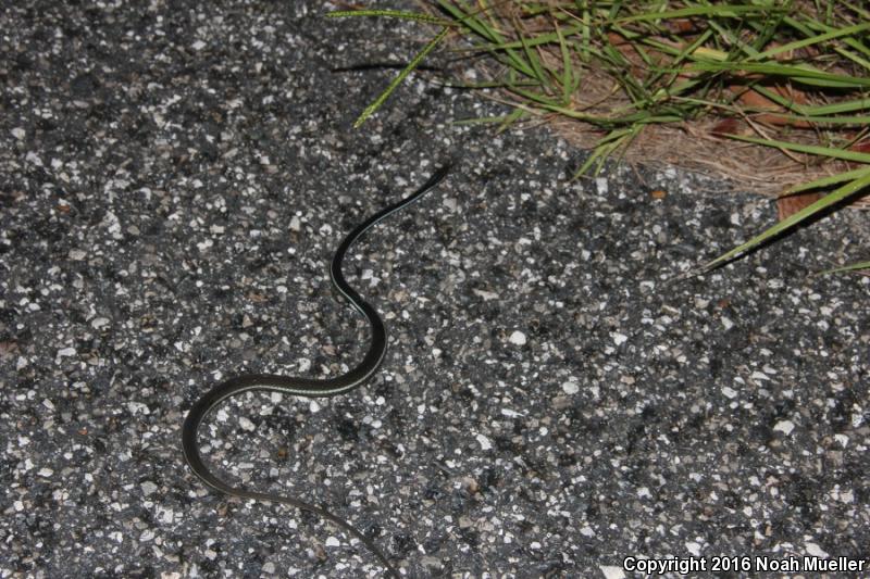 Blue-striped Ribbonsnake (Thamnophis sauritus nitae)