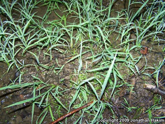 Blanchard's Cricket Frog (Acris crepitans blanchardi)