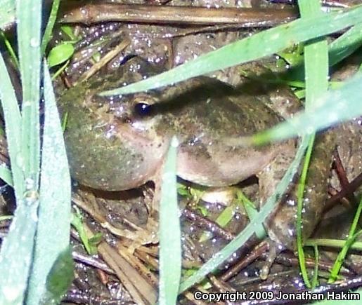 Blanchard's Cricket Frog (Acris crepitans blanchardi)