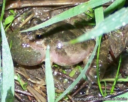 Blanchard's Cricket Frog (Acris crepitans blanchardi)