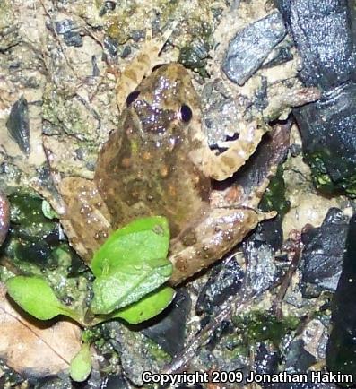 Blanchard's Cricket Frog (Acris crepitans blanchardi)