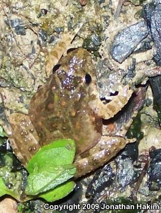 Blanchard's Cricket Frog (Acris crepitans blanchardi)