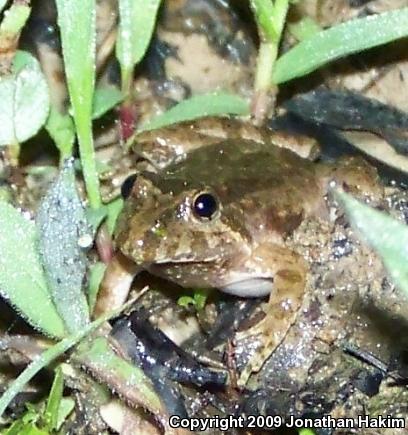 Blanchard's Cricket Frog (Acris crepitans blanchardi)