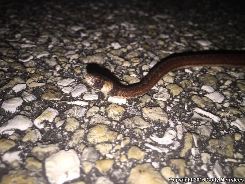 Florida Brownsnake (Storeria victa)