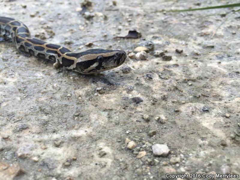 Burmese Python (Python molurus bivittatus)