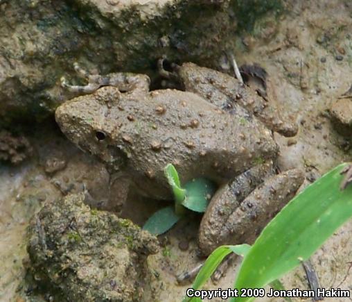 Blanchard's Cricket Frog (Acris crepitans blanchardi)