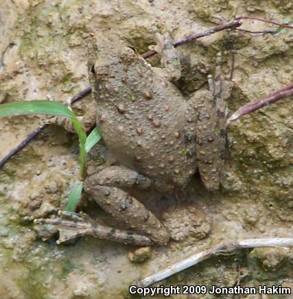 Blanchard's Cricket Frog (Acris crepitans blanchardi)