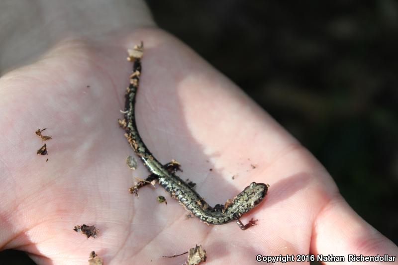 Peaks Of Otter Salamander (Plethodon hubrichti)