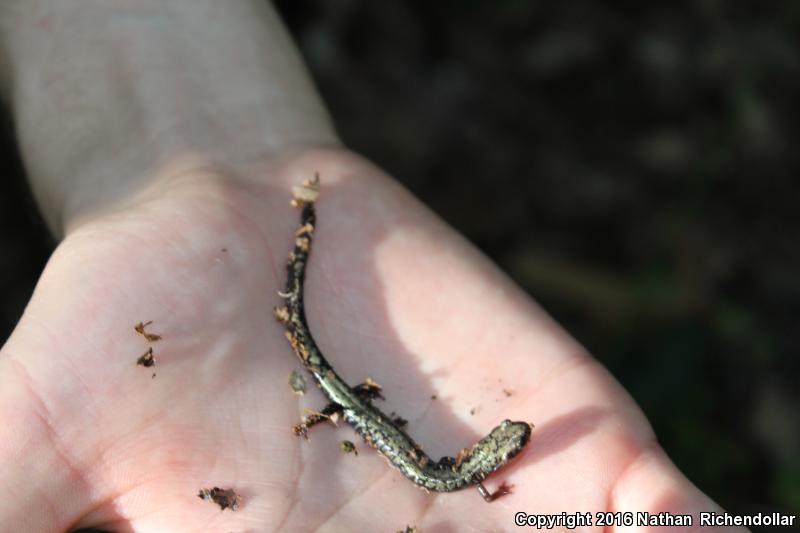 Peaks Of Otter Salamander (Plethodon hubrichti)