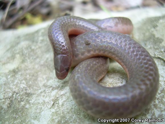 download carphophis vermis download carphophis vermis