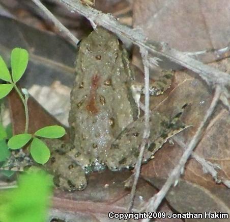 Blanchard's Cricket Frog (Acris crepitans blanchardi)