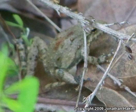 Blanchard's Cricket Frog (Acris crepitans blanchardi)