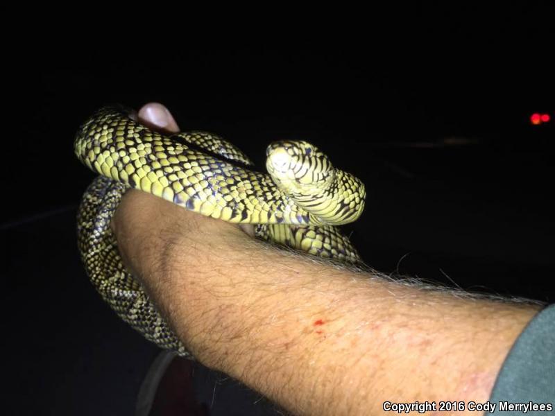 Florida Kingsnake (Lampropeltis getula floridana)