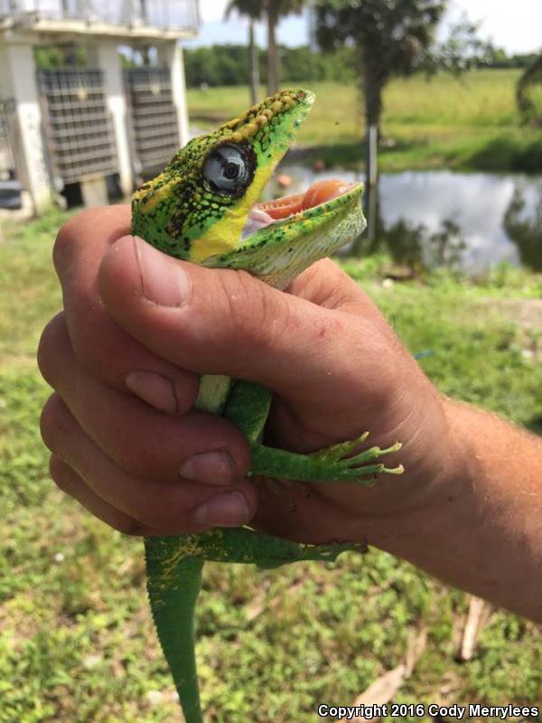 Knight Anole (Anolis equestris)