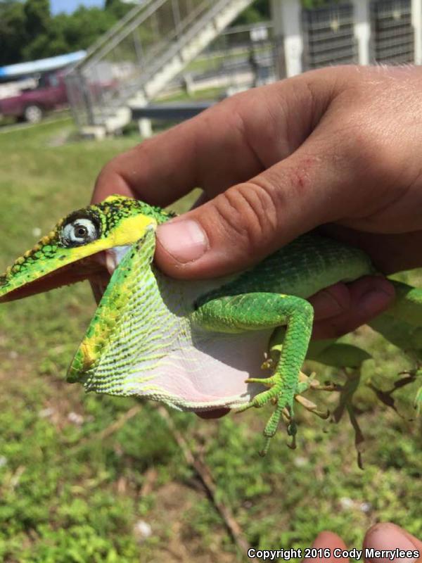 Knight Anole (Anolis equestris)