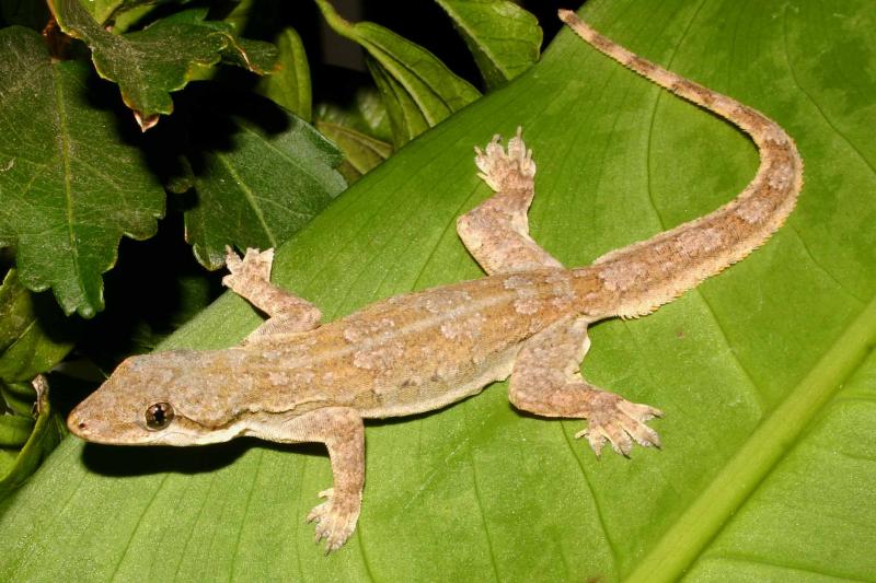 Asian Flat-tailed House Gecko (Hemidactylus platyurus)