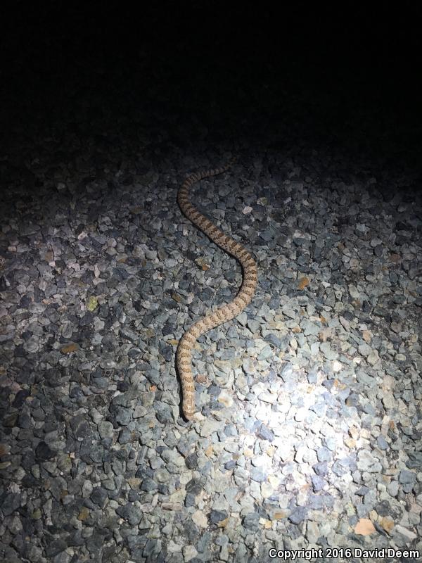 Chihuahuan Hook-nosed Snake (Gyalopion canum)