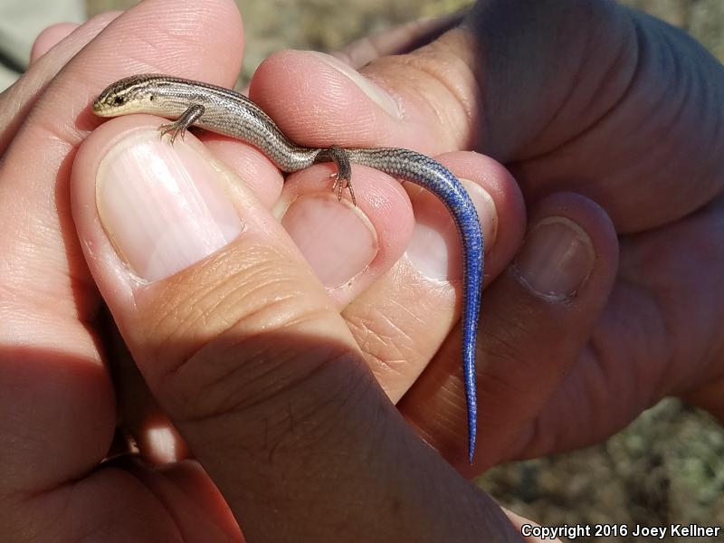 Northern Many-lined Skink (Plestiodon multivirgatus multivirgatus)