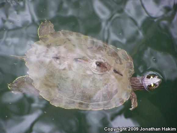 Ouachita Map Turtle (Graptemys ouachitensis)