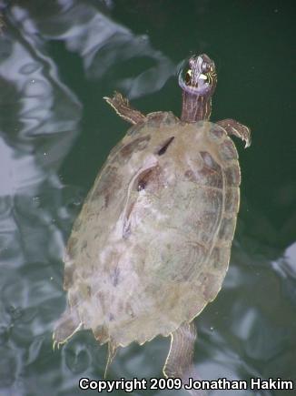 Ouachita Map Turtle (Graptemys ouachitensis)