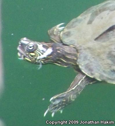 Ouachita Map Turtle (Graptemys ouachitensis)