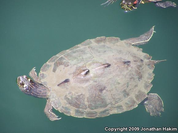 Ouachita Map Turtle (Graptemys ouachitensis)