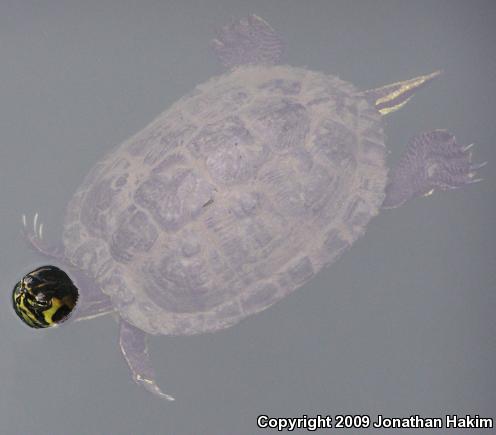 Yellow-bellied Slider (Trachemys scripta scripta)