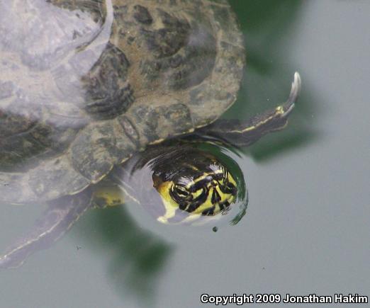 Yellow-bellied Slider (Trachemys scripta scripta)