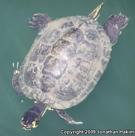 Yellow-bellied Slider (Trachemys scripta scripta)