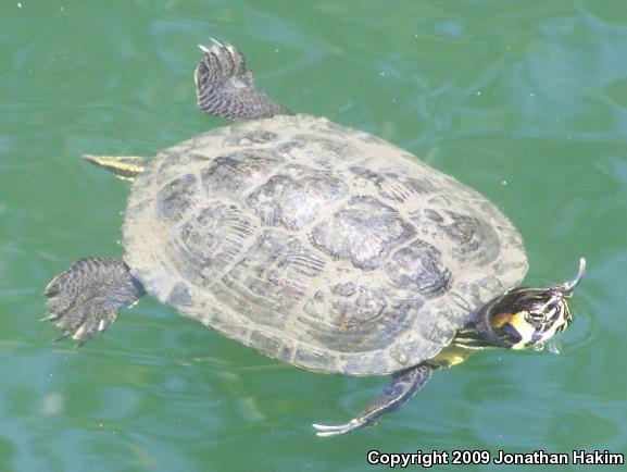 Yellow-bellied Slider (Trachemys scripta scripta)