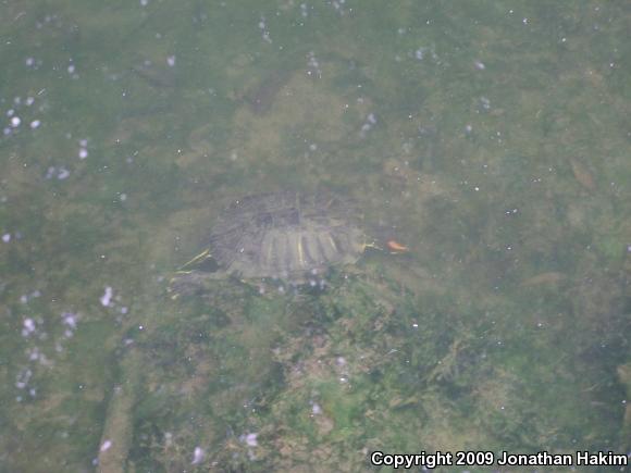 Red-eared Slider (Trachemys scripta elegans)