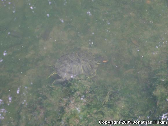 Red-eared Slider (Trachemys scripta elegans)