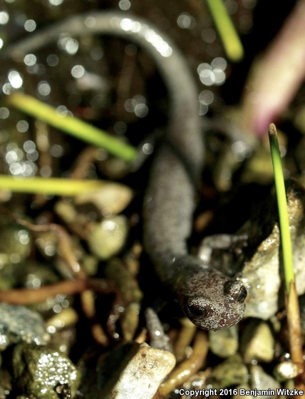 Inyo Mountains Salamander (Batrachoseps campi)