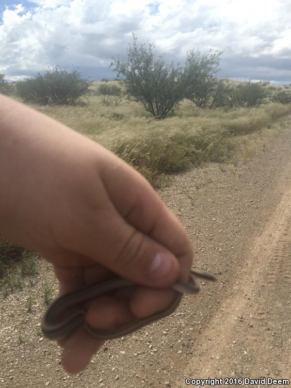 Big Bend Patch-nosed Snake (Salvadora hexalepis deserticola)