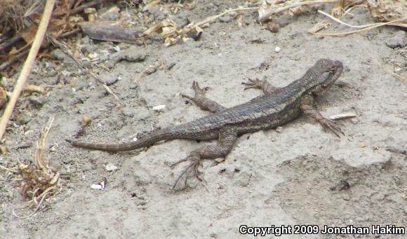 Great Basin Fence Lizard (Sceloporus occidentalis longipes)