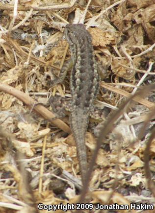 Great Basin Fence Lizard (Sceloporus occidentalis longipes)