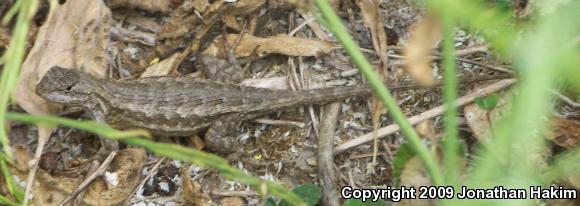 Great Basin Fence Lizard (Sceloporus occidentalis longipes)