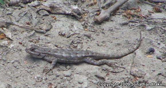 Great Basin Fence Lizard (Sceloporus occidentalis longipes)