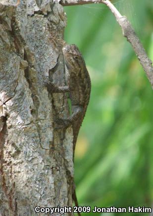 Great Basin Fence Lizard (Sceloporus occidentalis longipes)