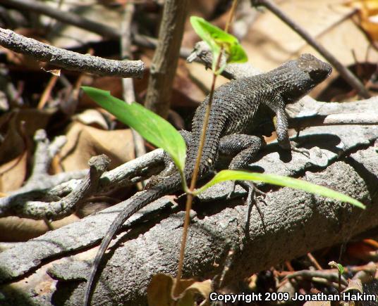 Great Basin Fence Lizard (Sceloporus occidentalis longipes)