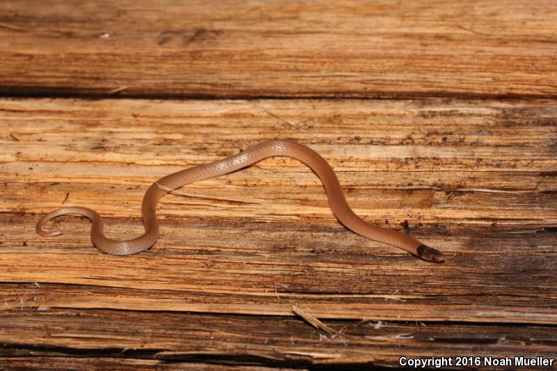 Central Florida Crowned Snake (Tantilla relicta neilli)