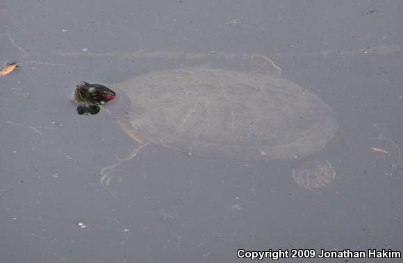 Red-eared Slider (Trachemys scripta elegans)