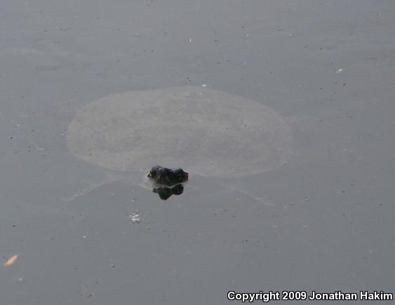 Red-eared Slider (Trachemys scripta elegans)