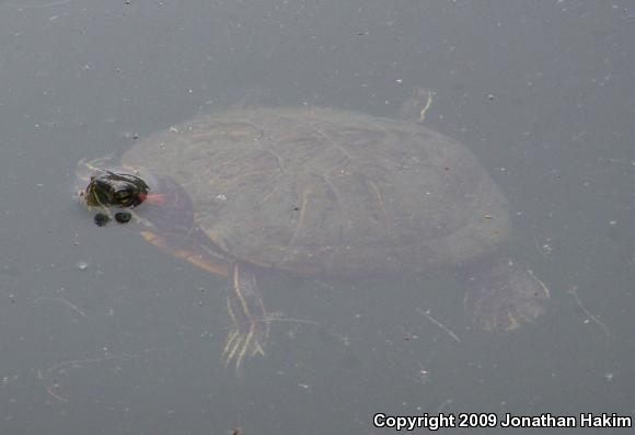 Red-eared Slider (Trachemys scripta elegans)