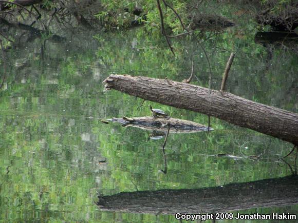 Red-eared Slider (Trachemys scripta elegans)