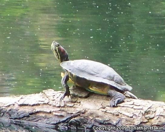 Red-eared Slider (Trachemys scripta elegans)